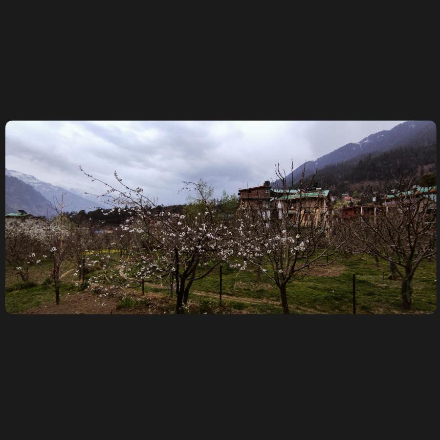 Yolo Backpackers - Manali Hostel Luaran gambar