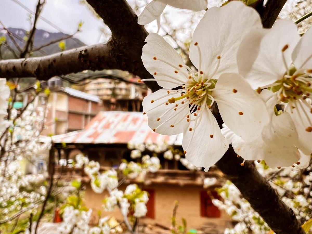 Yolo Backpackers - Manali Hostel Luaran gambar